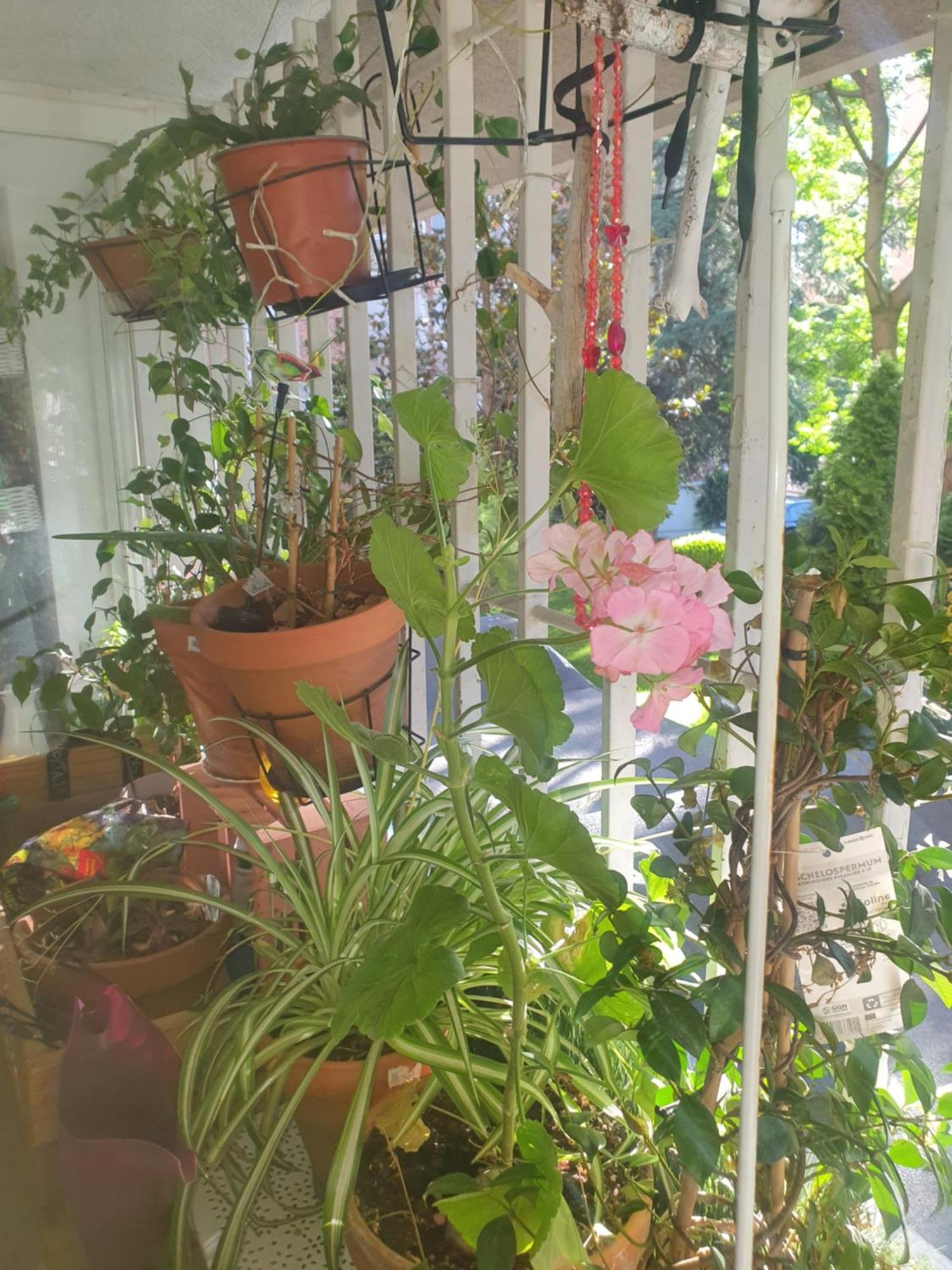 Libros Y Plantas A 5 Minutos Del Centro En Bus Apartamento Madri Exterior foto